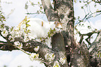 British Shorthair on tree