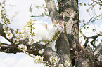 British Shorthair on tree