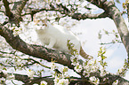 British Shorthair on tree