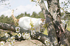 British Shorthair on tree