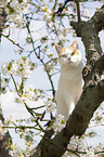British Shorthair on tree