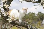 British Shorthair on tree