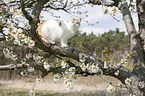 British Shorthair on tree
