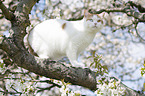 British Shorthair on tree