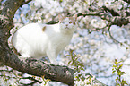 British Shorthair on tree