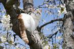 sitting British Shorthair