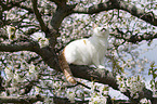 sitting British Shorthair