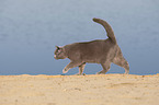 British Shorthair at the lake