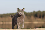 British Shorthair at the lake