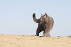 walking British Shorthair