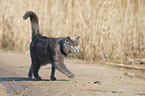 British Shorthair at the lake