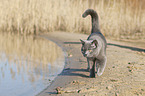 British Shorthair at the lake