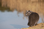 British Shorthair at the lake