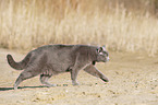 walking British Shorthair