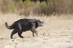 walking British Shorthair