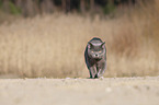 walking British Shorthair