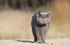 walking British Shorthair