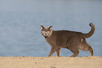 British Shorthair at the lake