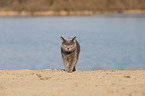 British Shorthair at the lake