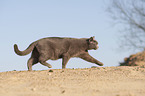 walking British Shorthair