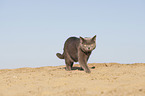 walking British Shorthair