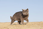 walking British Shorthair