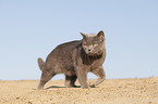 walking British Shorthair