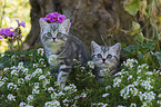British Shorthair Kitten