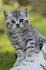 British Shorthair Kitten