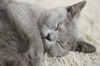 sleeping british shorthair kitten