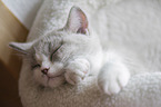sleeping british shorthair kitten