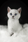 blue eyed british shorthair cat