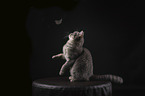 British Shorthair in front of a black background