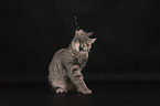 British Shorthair in front of a black background