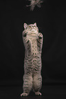 British Shorthair in front of a black background