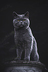 sitting British Shorthair