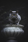 lying British Shorthair