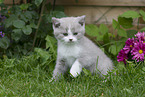 British Shorthair Kitten