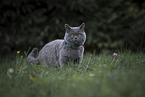 British Shorthair tomcat