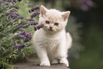 British Shorthair Kitten