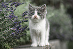 British Shorthair Kitten