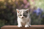 British Shorthair Kitten