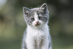 British Shorthair Kitten