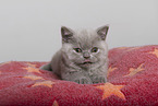 British Shorthair Kitten