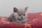 British Shorthair Kitten