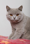 adult British Shorthair