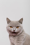 adult British Shorthair