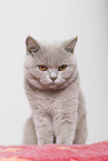 adult British Shorthair