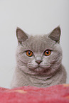 adult British Shorthair