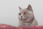 adult British Shorthair